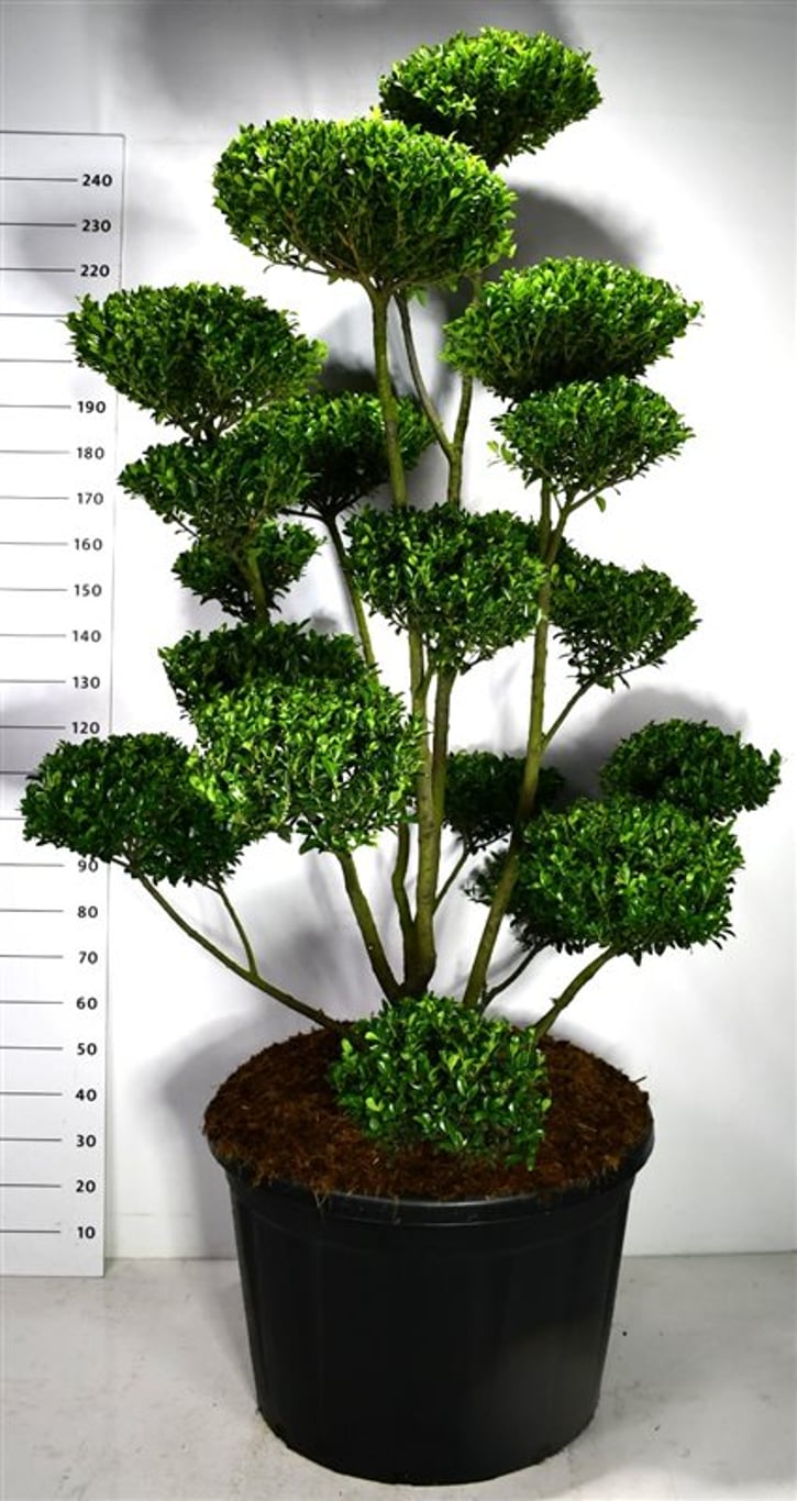 Ilex Impala ® - 175-200 CM Bonsai Cont.